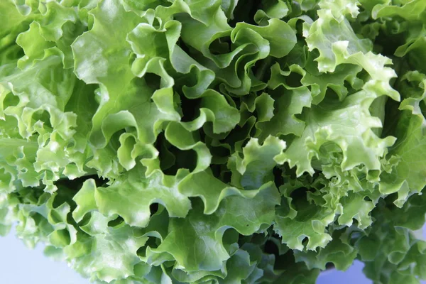 Fresh green lettuce salad on blue background. Ripe green crisp-head lettuce. Top view. Selective focus.