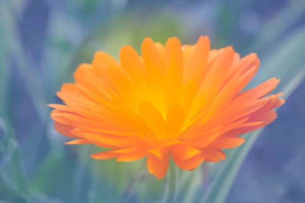 Calendula Officinalis Primo Piano Concentrazione Selettiva Vaso Con Calendule Sullo — Foto Stock