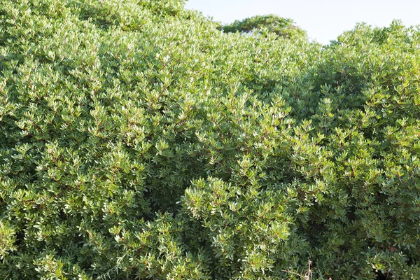 Abstract green bush background — Stock Photo, Image