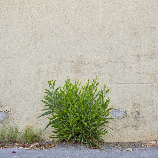 Övergivna grunge knäckt stuckatur vägg — Stockfoto