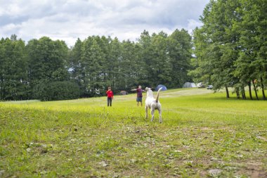 Beyaz köpek turistler seyir