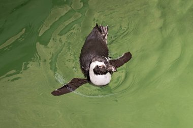 Küçük penguen bir suda yüzen.