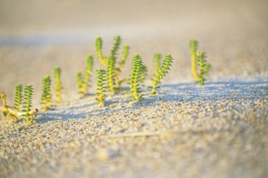 Kumsalda küçük yeşil bitkiler