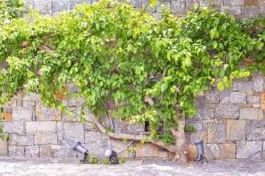 Taş bloklar duvara yakın ağaç yetişir.