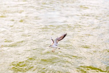Martı uçan suya yakın ve yiyecek arayan.