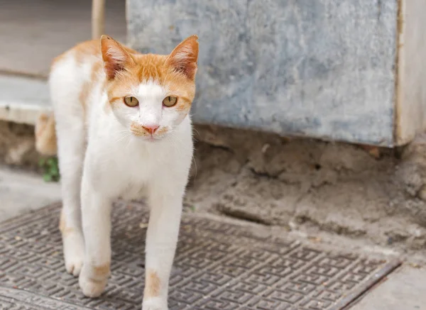 Naranja gato tabby caminando hacia la cámara . —  Fotos de Stock