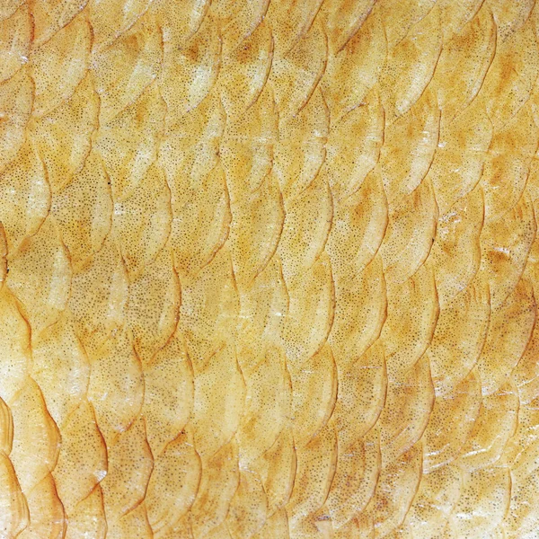 Textura de fondo de las escamas de pescado. Vista de cerca . —  Fotos de Stock