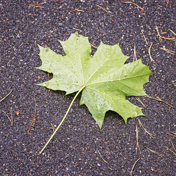 Green maple leaf on the path in the park after the rain. — Stock Photo, Image