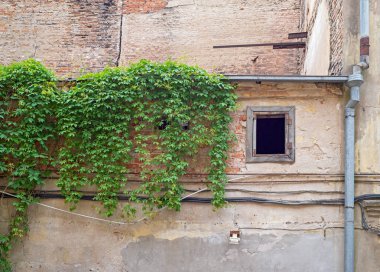 Terk edilmiş bir binada tarafından yeşil sarmaşık kaplı duvarına.