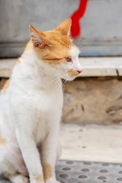 Perfil retrato de gato naranja tabby sentado en el suelo . —  Fotos de Stock