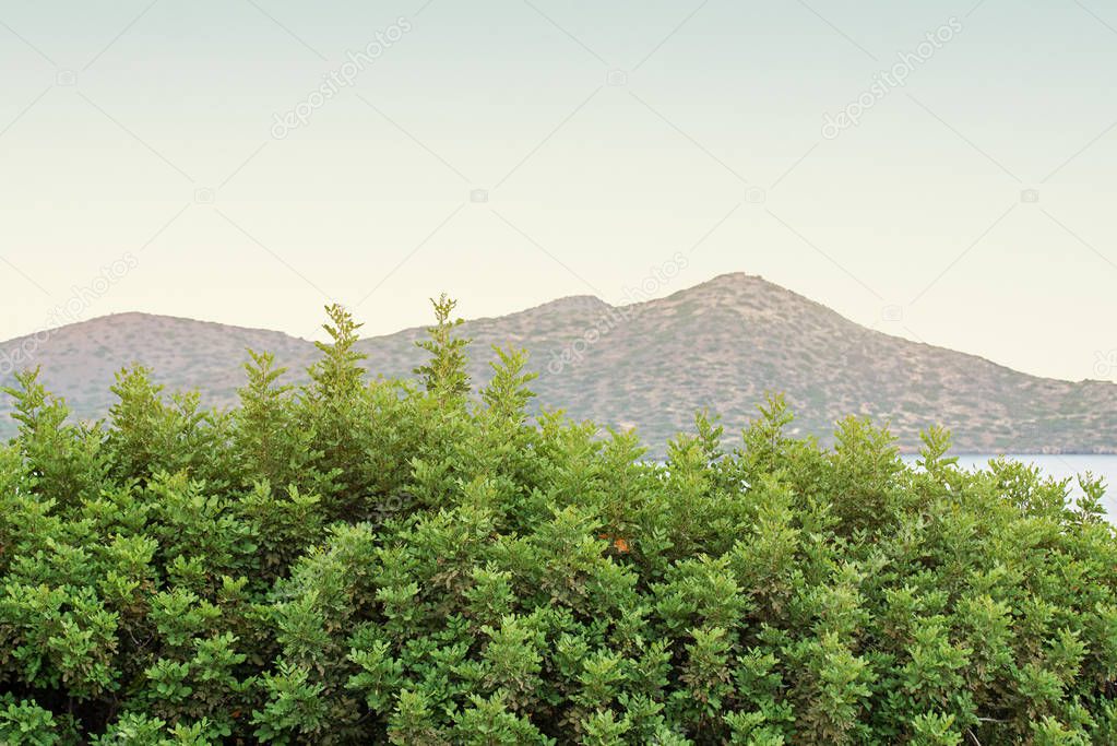 Green bushes and mountain landscape background in the morning.
