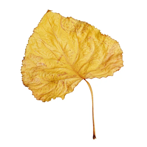 Yellow dry leaf isolated on white background. — Stock Photo, Image