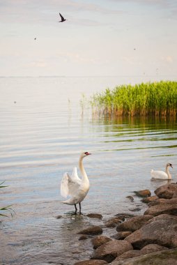 Baharın başında gölde iki dilsiz kuğu.