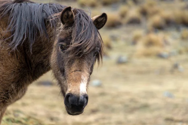 Robust Söker Häst Kall Kylig Högländerna Bolivia — Stockfoto