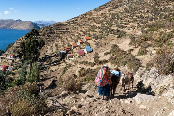 Domorodé Ženy Sadu Osly Terasovitém Svahu Isla Del Sol Bolívii — Stock fotografie