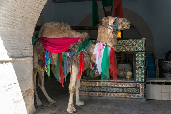 Chameau Bir Barouta Qui Est Puits 17Ème Siècle Kairouan Tunisie — Photo