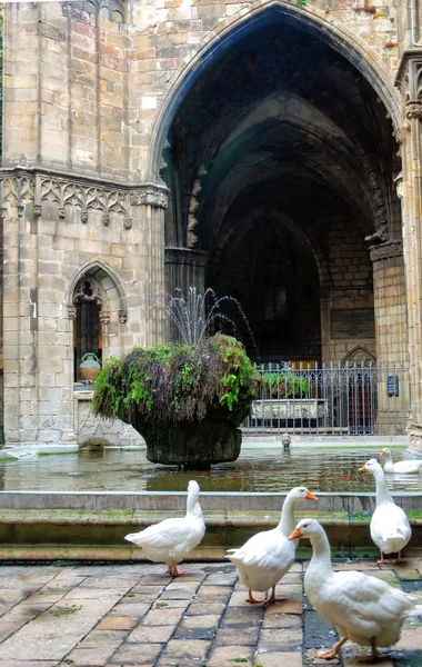 西班牙巴塞罗那大教堂的鹅和喷泉 — 图库照片