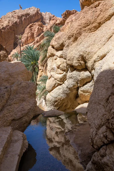 Oasis Sahara Desert Chebika Tunisia — Stock Photo, Image