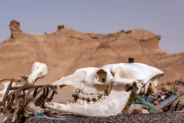 Crânio Camelo Deserto Ong Jemel Tunísia — Fotografia de Stock