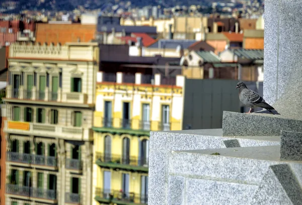 바르셀로나 스페인에 센터에서 지붕에 비둘기 — 스톡 사진