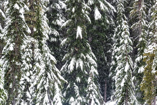 Çam Ağaçları Rainier Milli Parkı Nda Washington Kar Görünümünü Kaplı — Stok fotoğraf