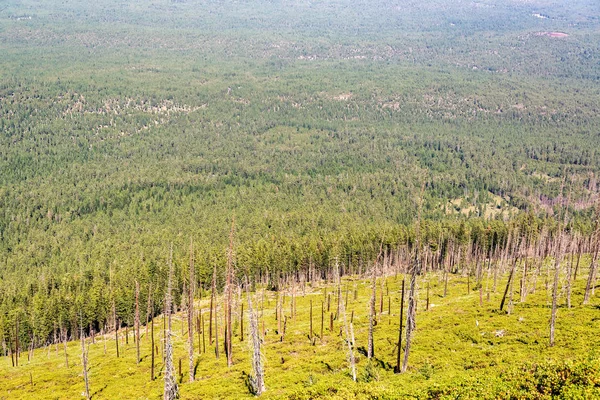 Τοπίο Γεμάτο Πεύκα Από Μαύρο Butte Κοντά Στο Αδελφές Όρεγκον — Φωτογραφία Αρχείου