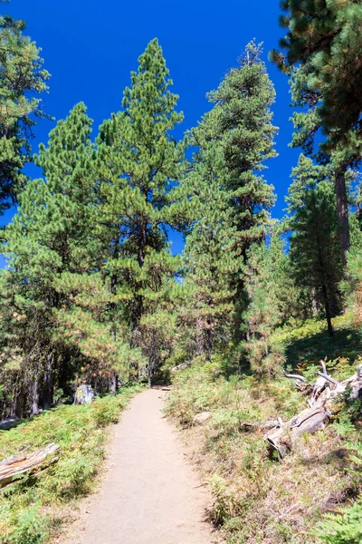 Trilha Caminhada Centro Oregon Levando Black Butte Perto Bend — Fotografia de Stock