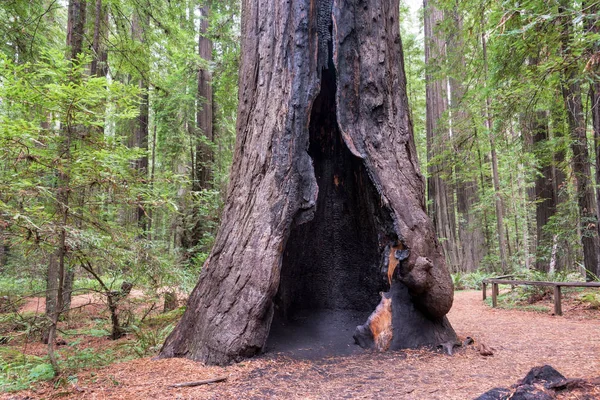 Yanmış Ama Hala Yaşayan Bir Ağaç Olarak Humboldt Redwoods State — Stok fotoğraf