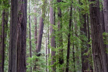 Forest view in Humboldt Redwoods State Park in California clipart