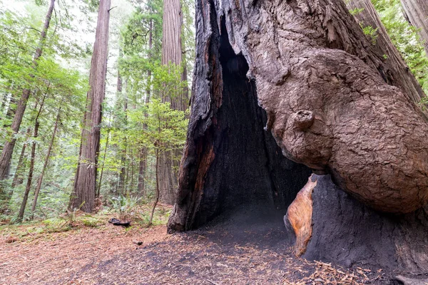 Detailní Pohled Vyhořel Redwood Strom Humboldt Redwoods Stát Park Kalifornii — Stock fotografie