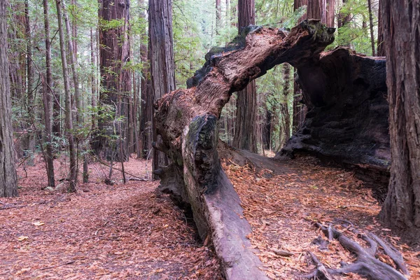 Boş Redwood Ağaç Kütüğü Humboldt Redwoods State Park California Içinde — Stok fotoğraf