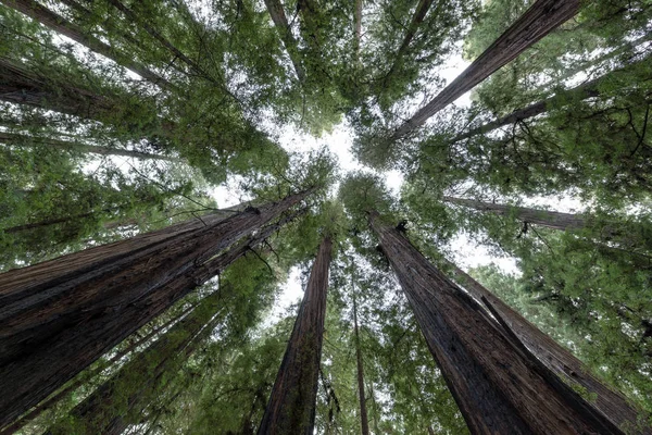 Κοιτώντας Ευθεία Ψηλά Δέντρα Redwood Στο Humboldt Redwoods Κρατικό Πάρκο — Φωτογραφία Αρχείου