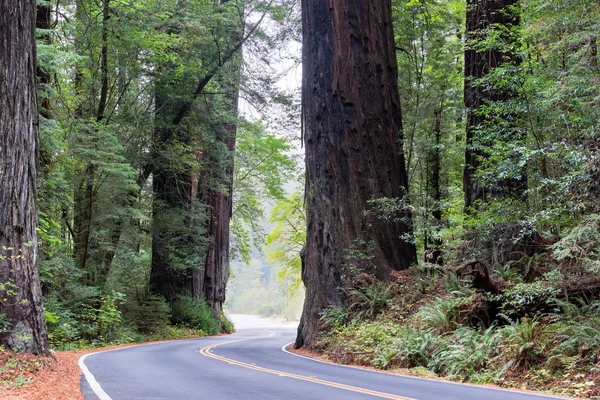 巨大なレッドウッドの木カリフォルニア州フンボルト レッドウッズ州立公園内の道路 — ストック写真