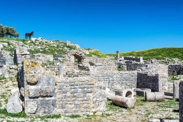 Burro Solitário Com Vista Para Antigas Ruínas Romanas Dougga Tunísia — Fotografia de Stock