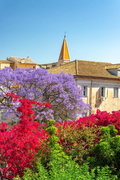 Bellissimi Fiori Tra Cui Bouganville Albero Jacaranda Corfù Grecia — Foto Stock