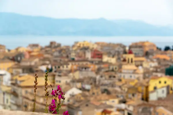 Blommor Med Out Fokus Stadsbilden Korfu Grekland Bakgrunden — Stockfoto