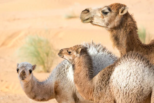 Familia Tres Camellos Juntos Desierto Del Sahara Cerca Douz Túnez —  Fotos de Stock