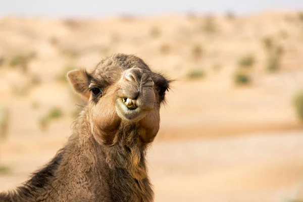 Closeup View Camel Making Funny Face Sahara Desert Douz Tunisia — Stock Photo, Image