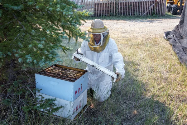 Пчеловод Открывает Улей Пчел Буффало Вайоминг — стоковое фото