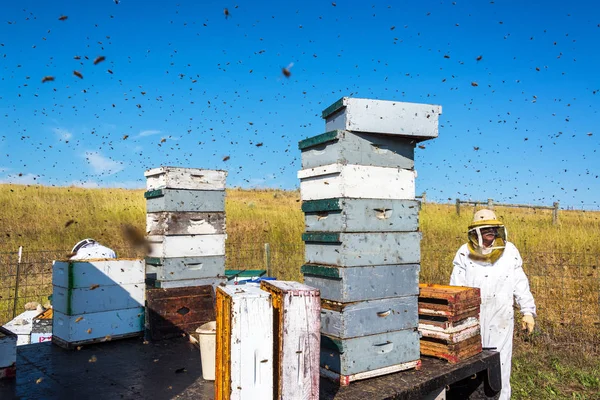 Imker Werken Tuin Van Een Honingbij Omringd Door Bijen Buurt — Stockfoto