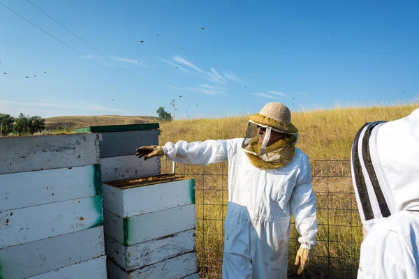 Bijenhouder Werkt Een Bijenstal Naast Bijenkorven Bij Buffalo Wyoming — Stockfoto