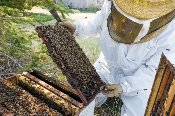 Пчеловод Открывает Улей Смотрит Рамку Буффало Вайоминг — стоковое фото