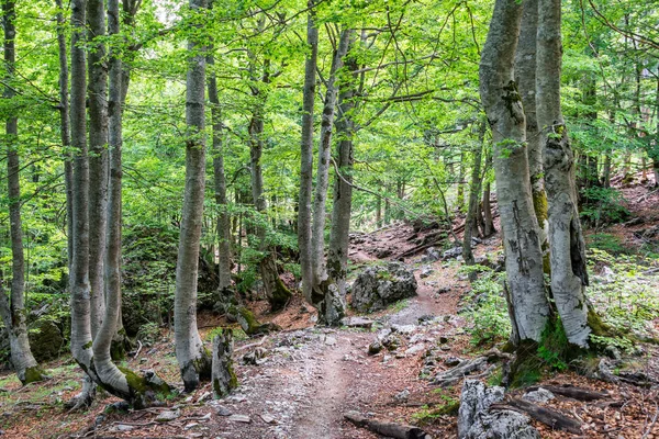 Trilha Através Uma Floresta Nos Alpes Albaneses Caminho Theth Albânia — Fotografia de Stock