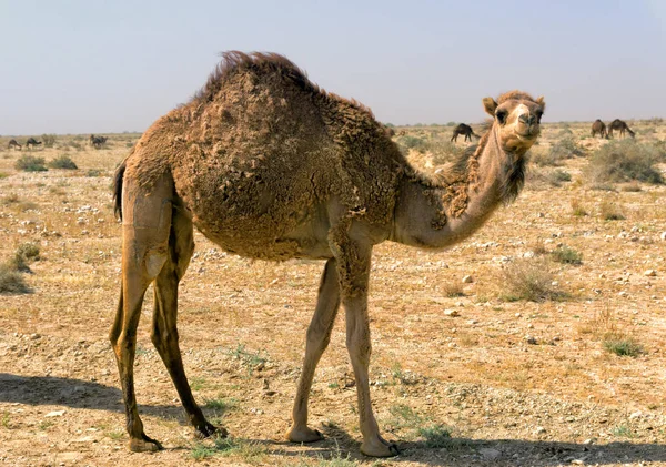 Gros Plan Chameau Dans Désert Sahara Tunisie — Photo