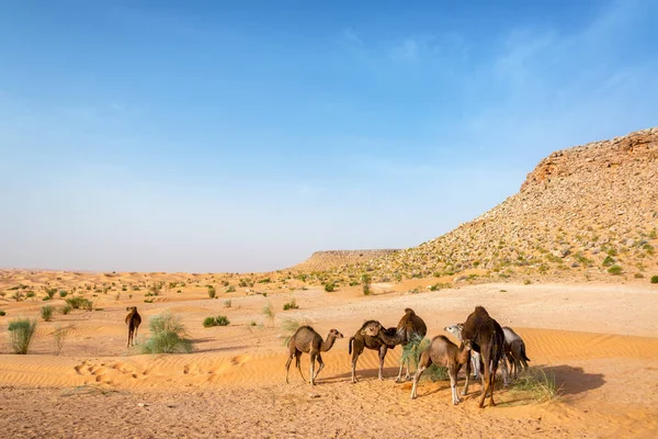 Chameaux dans le désert du Sahara — Photo