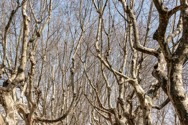 Δέντρα χωρίς φύλλα σε ένα πάρκο — Φωτογραφία Αρχείου