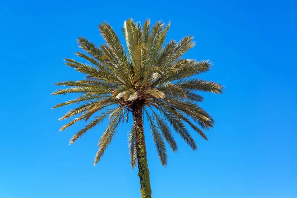 棕榈树在塞维利亚，西班牙 — 图库照片