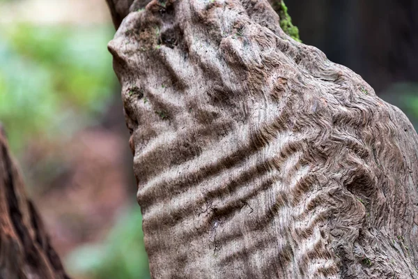 Redwood drzewa szczegóły zbliżenie — Zdjęcie stockowe