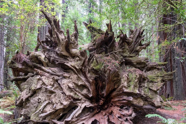 倒れたレッドウッドの木の根 — ストック写真