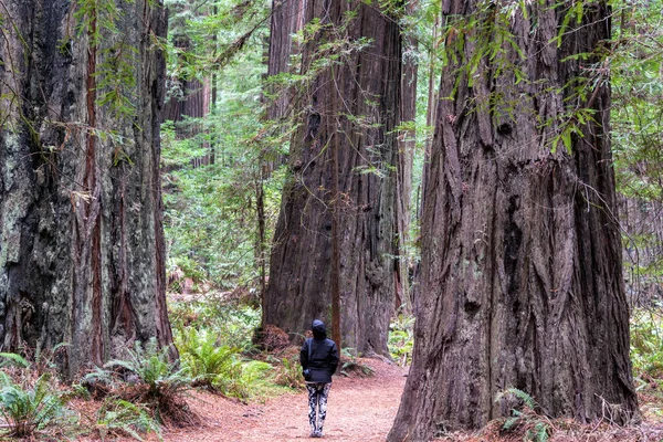 Kvinna i Humboldt Redwoods State Park — Stockfoto